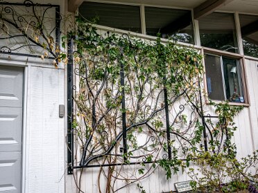Nick - Trellis Trellis designed to hinge away from the wall to clean wall of vines as needed.